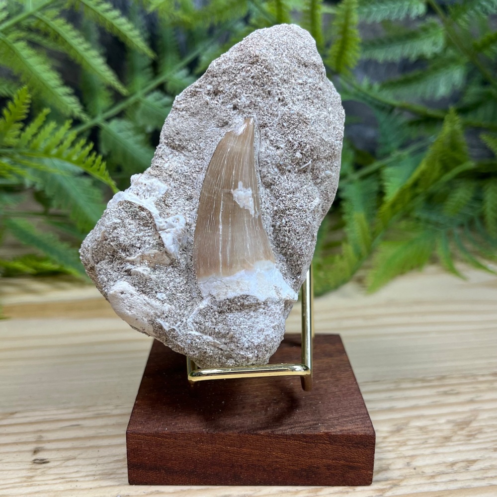 Mosasaur tooth