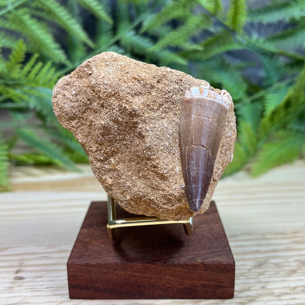 Mosasaur tooth