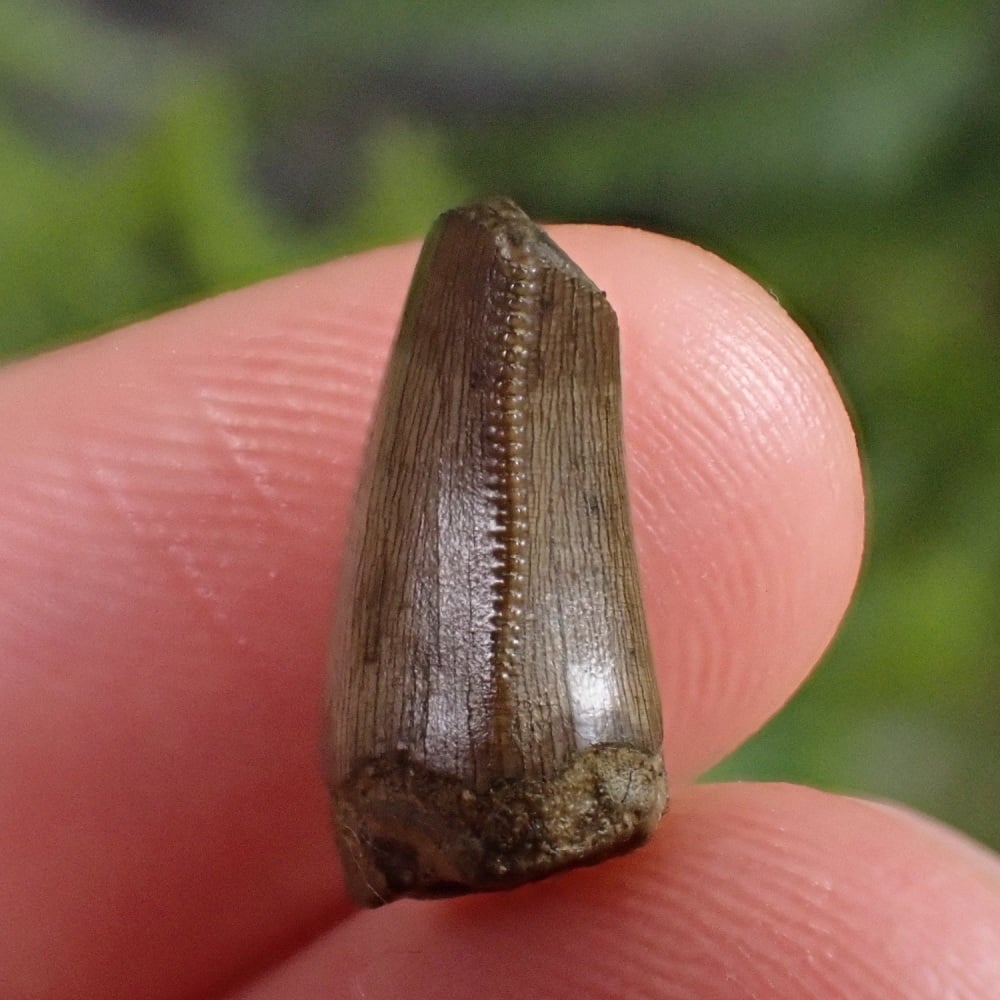 Tyrannosaurus rex Tooth (juvenile)