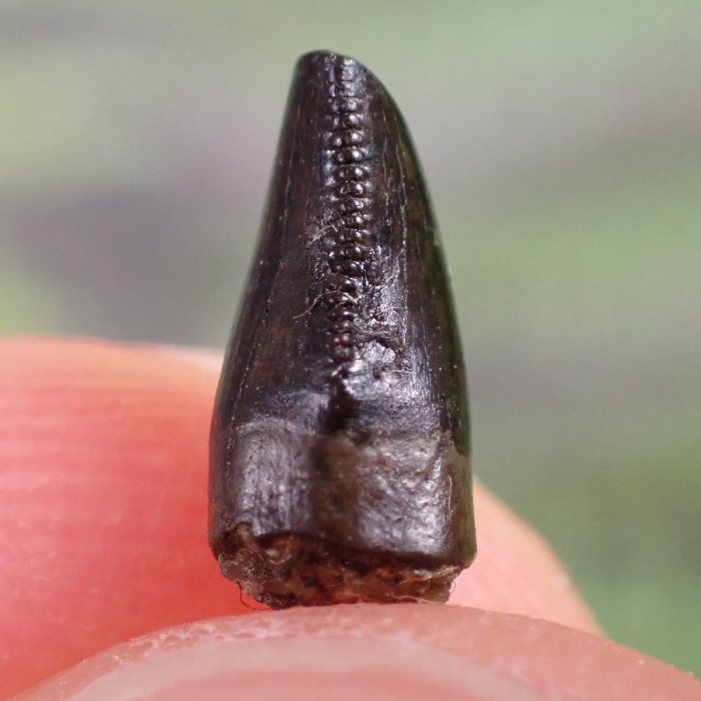 Tyrannosaurus rex Tooth (hatchling)