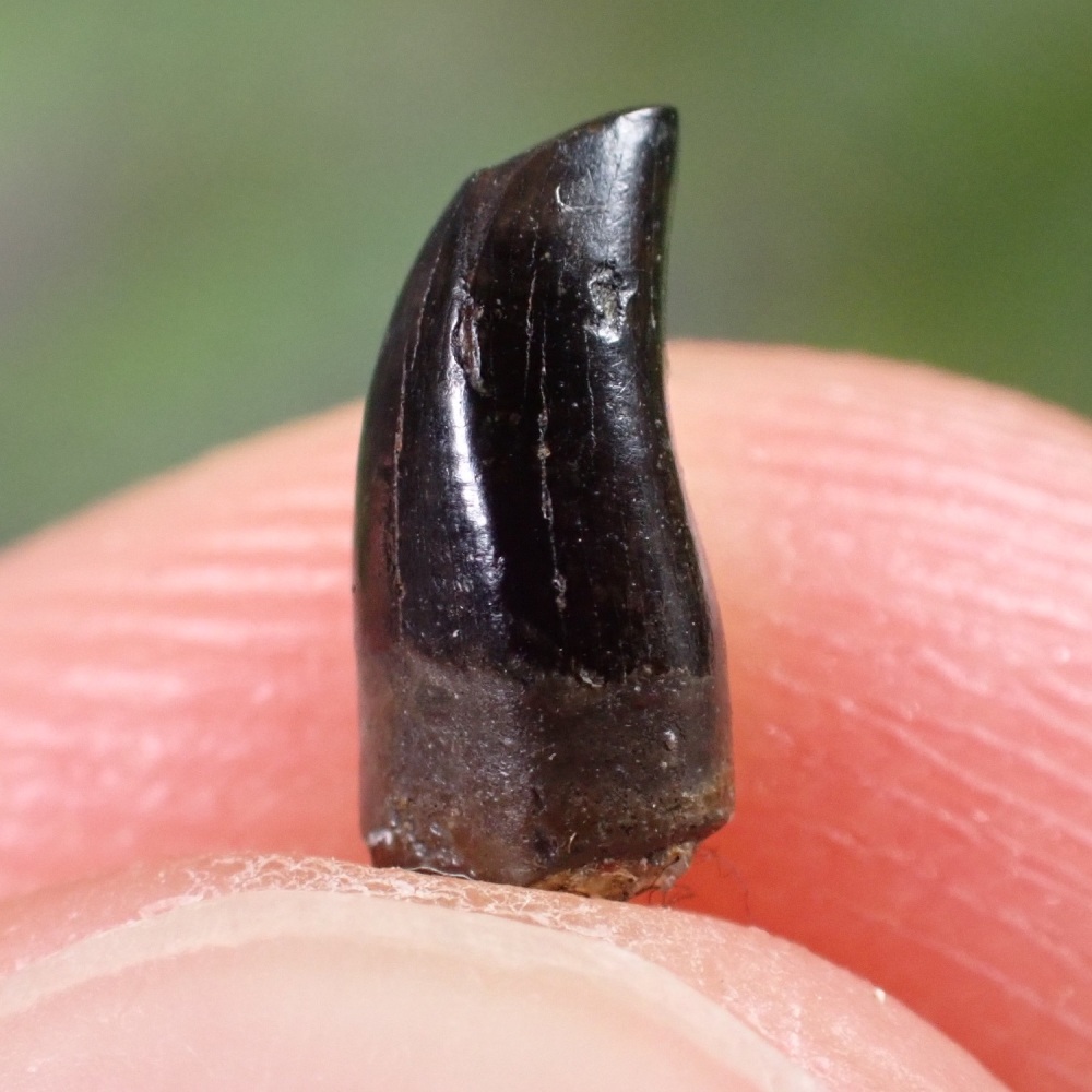 Tyrannosaurus rex Tooth (hatchling)