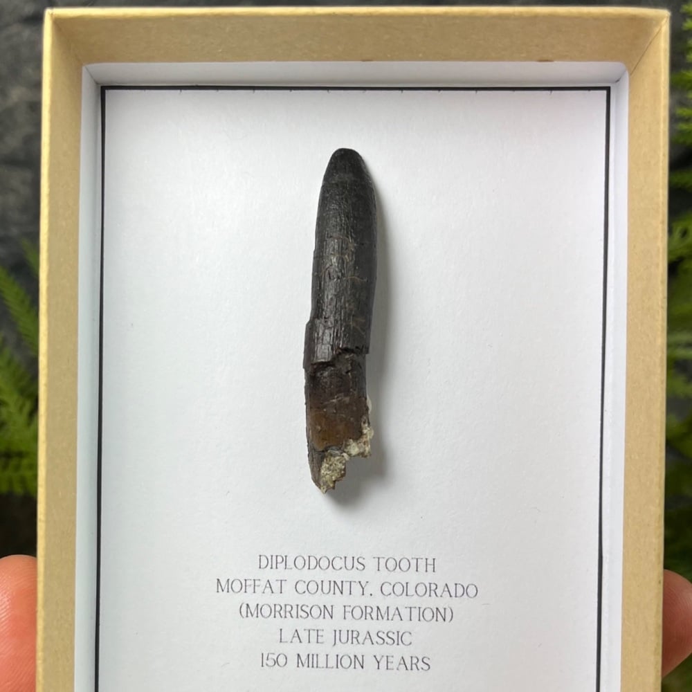 Diplodocus Tooth