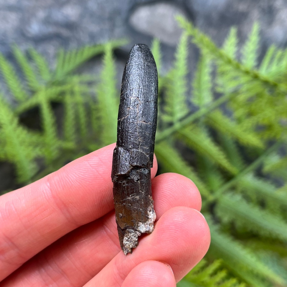 Diplodocus Tooth