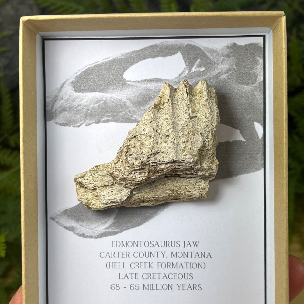Edmontosaurus Jaw Section