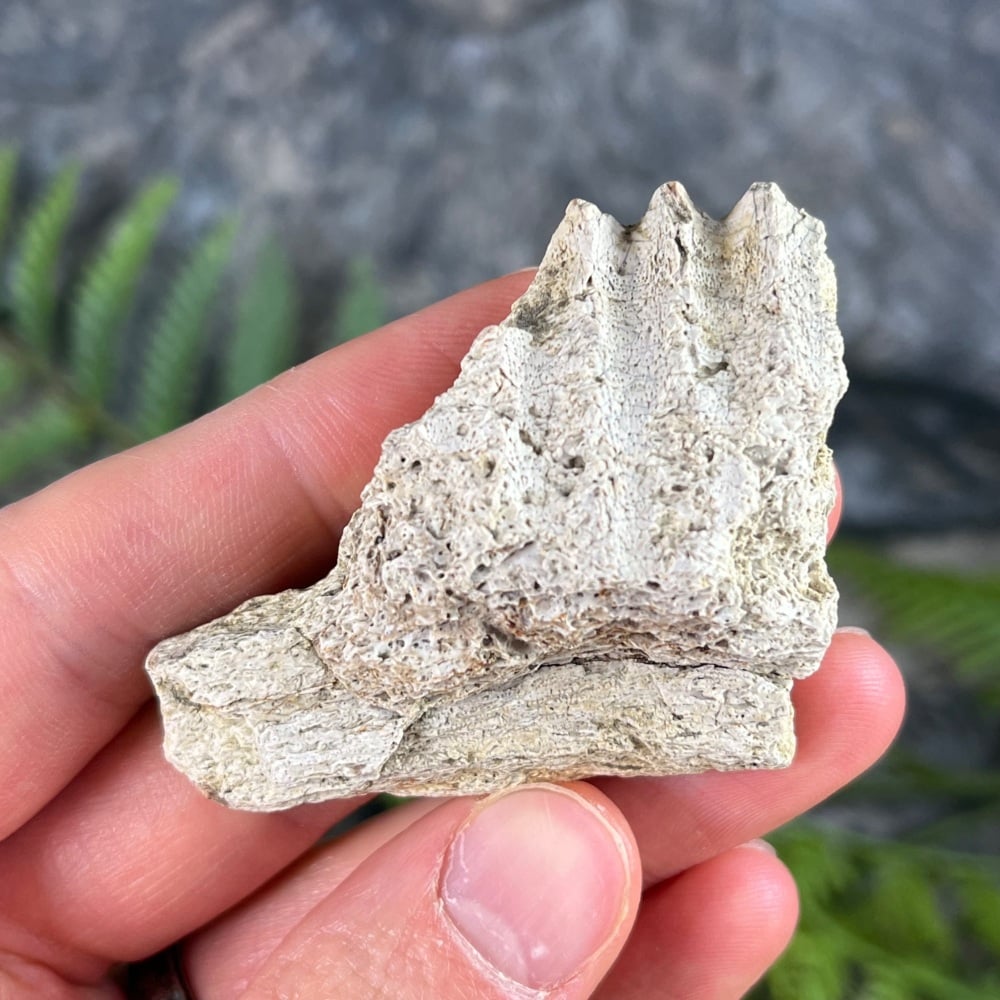 Edmontosaurus Jaw Section