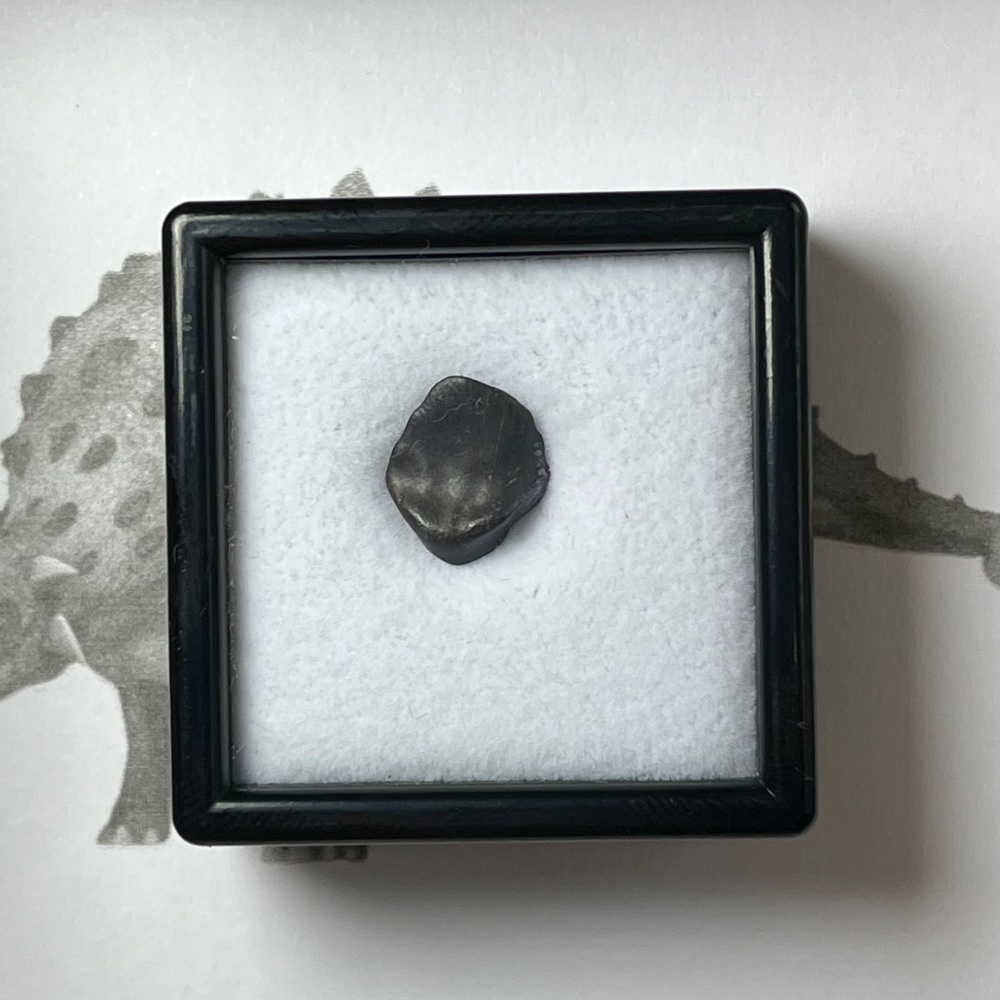 Ankylosaur Tooth