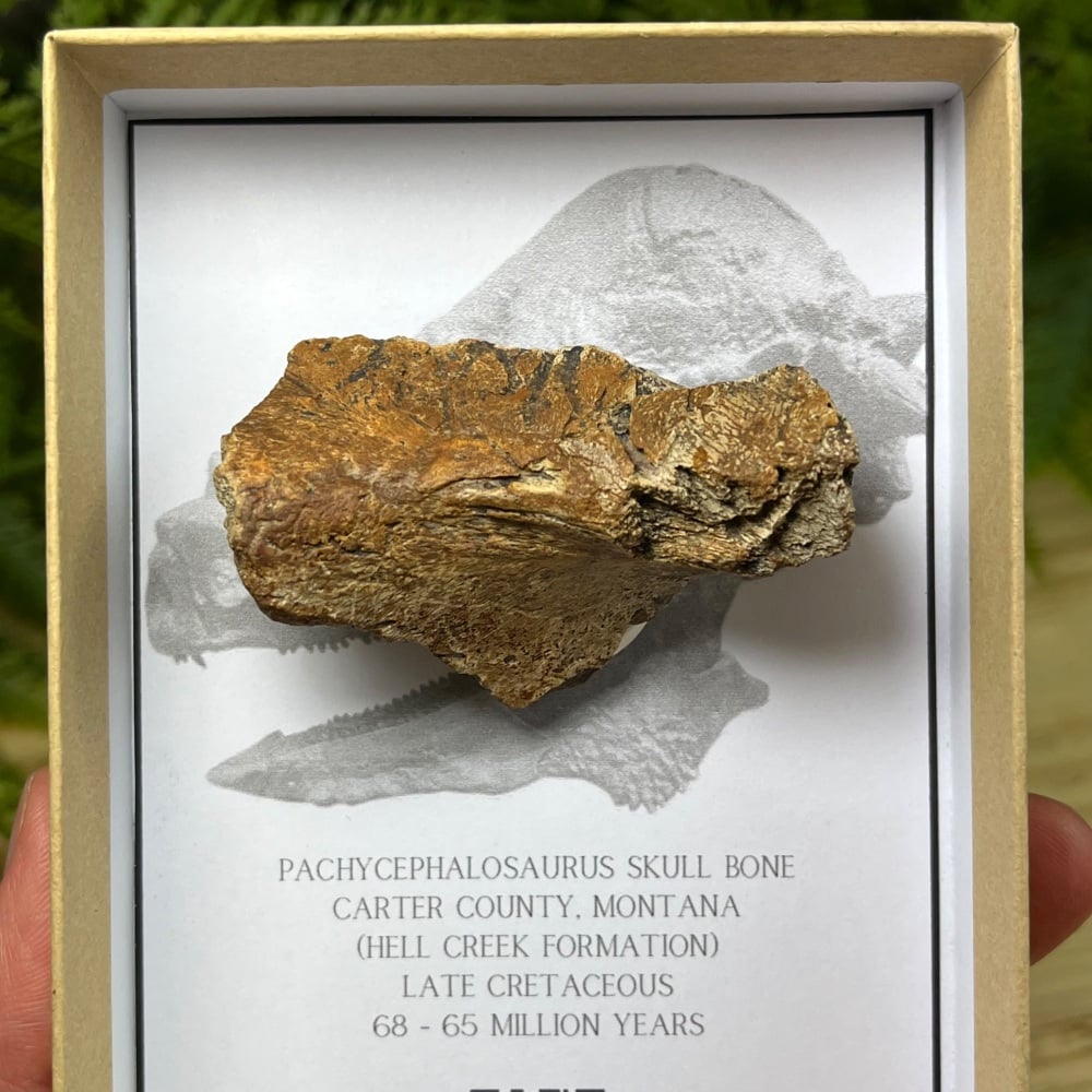 Pachycephalosaurus Skull Bone