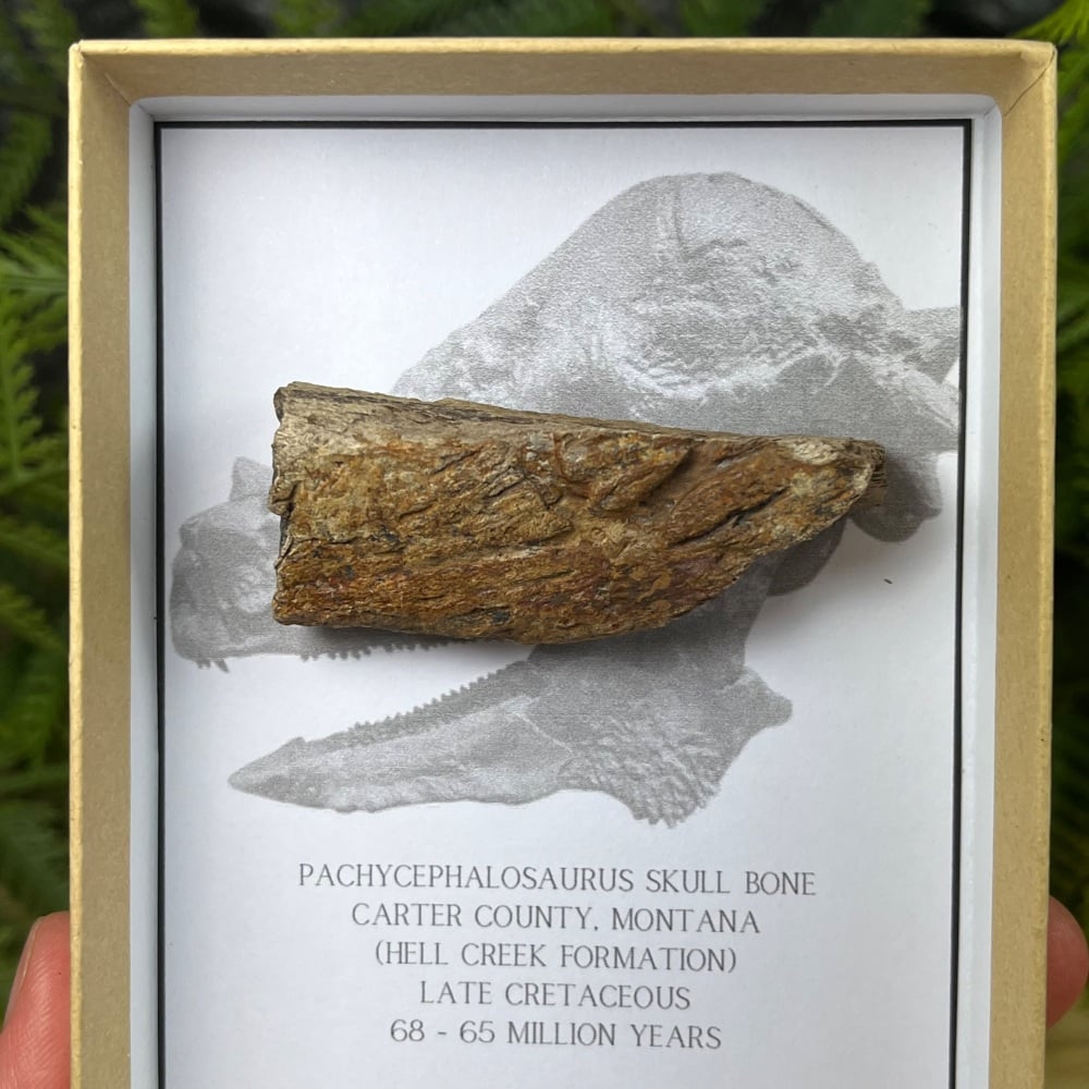 Pachycephalosaurus Skull Bone