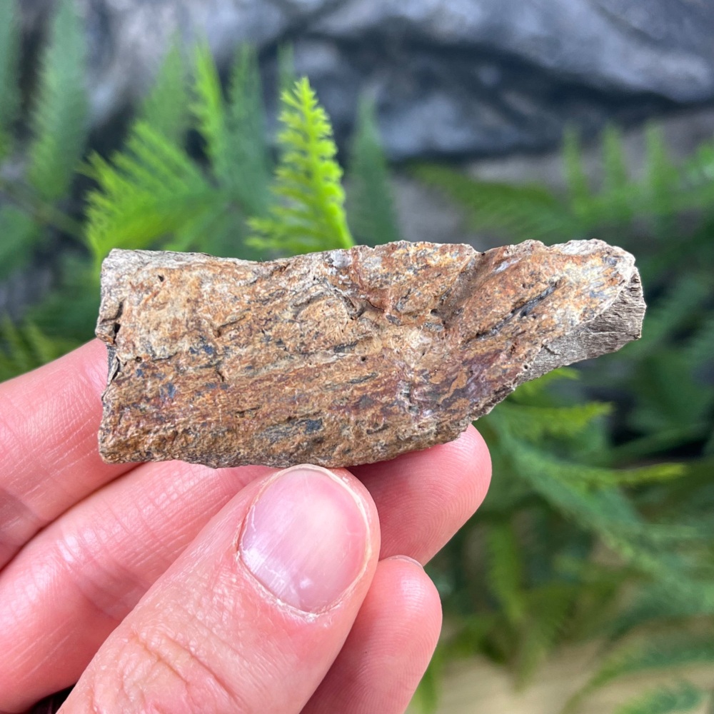 Pachycephalosaurus Skull Bone