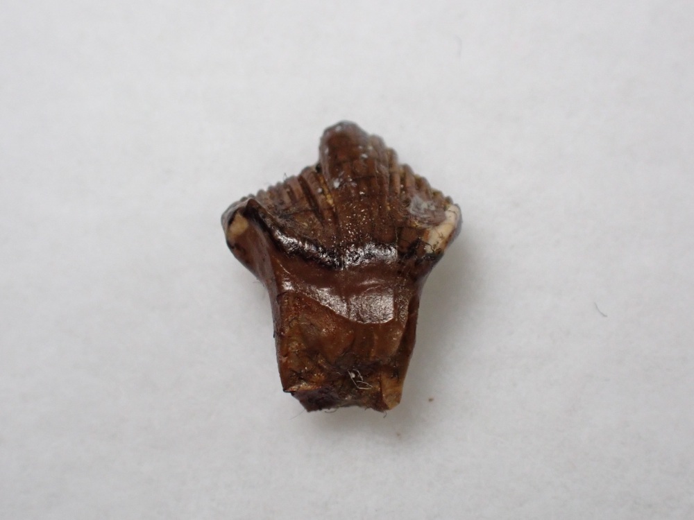 Pachycephalosaurus Tooth