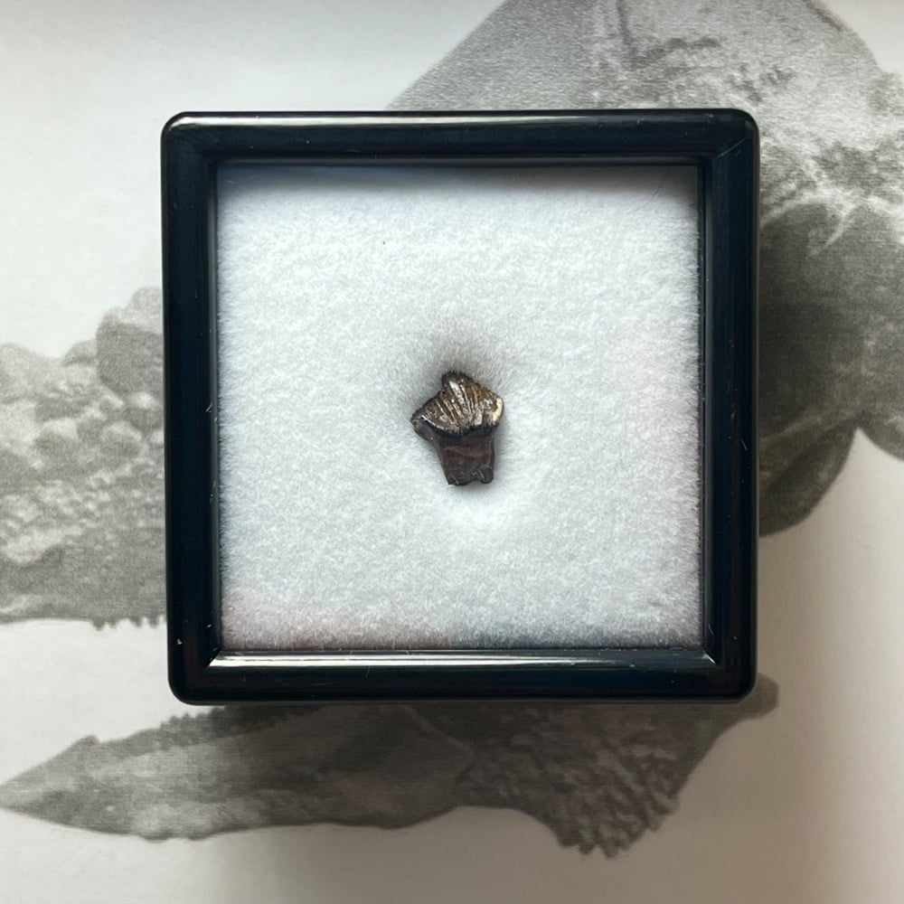 Pachycephalosaurus Tooth