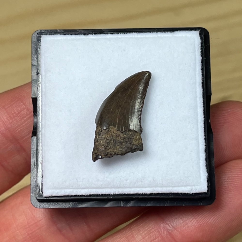 Tyrannosaur Tooth (Nanotyrannus lancensis)