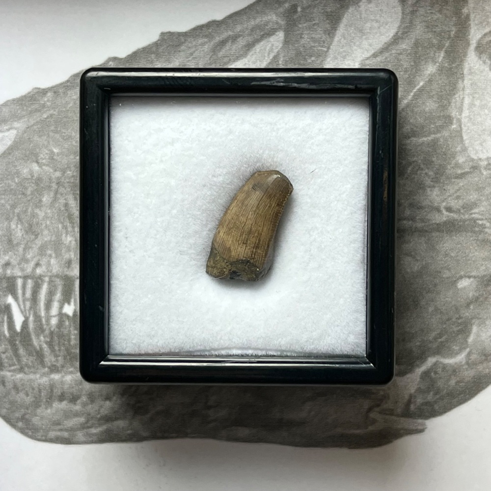 Tyrannosaurus rex Tooth (juvenile)