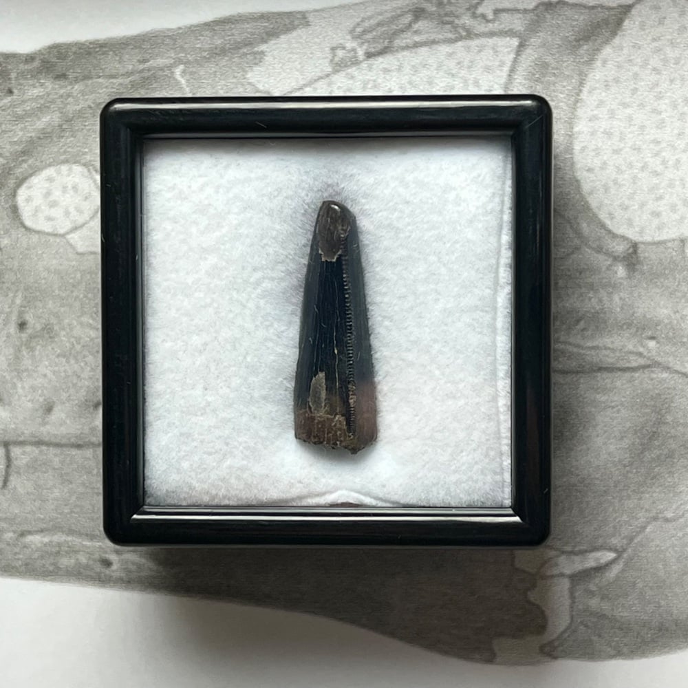 Tyrannosaur Tooth (Nanotyrannus lancensis)