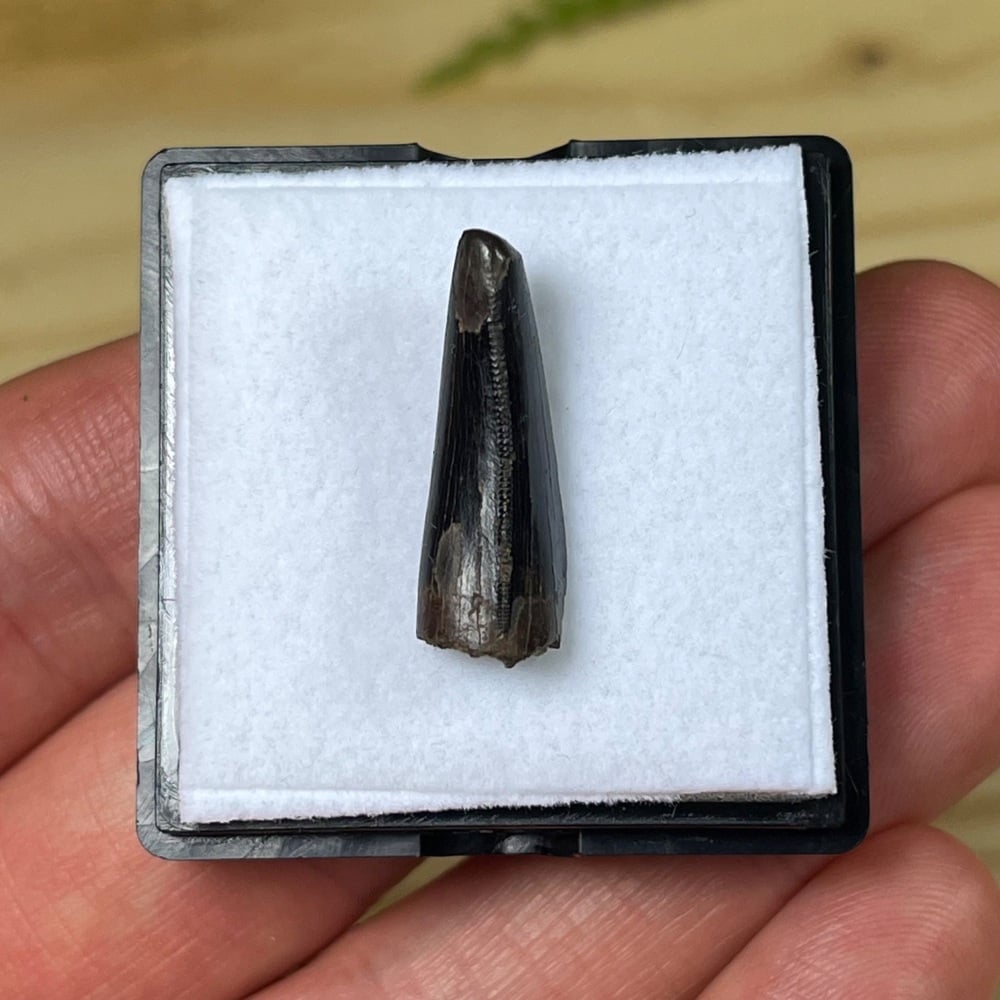 Tyrannosaur Tooth (Nanotyrannus lancensis)