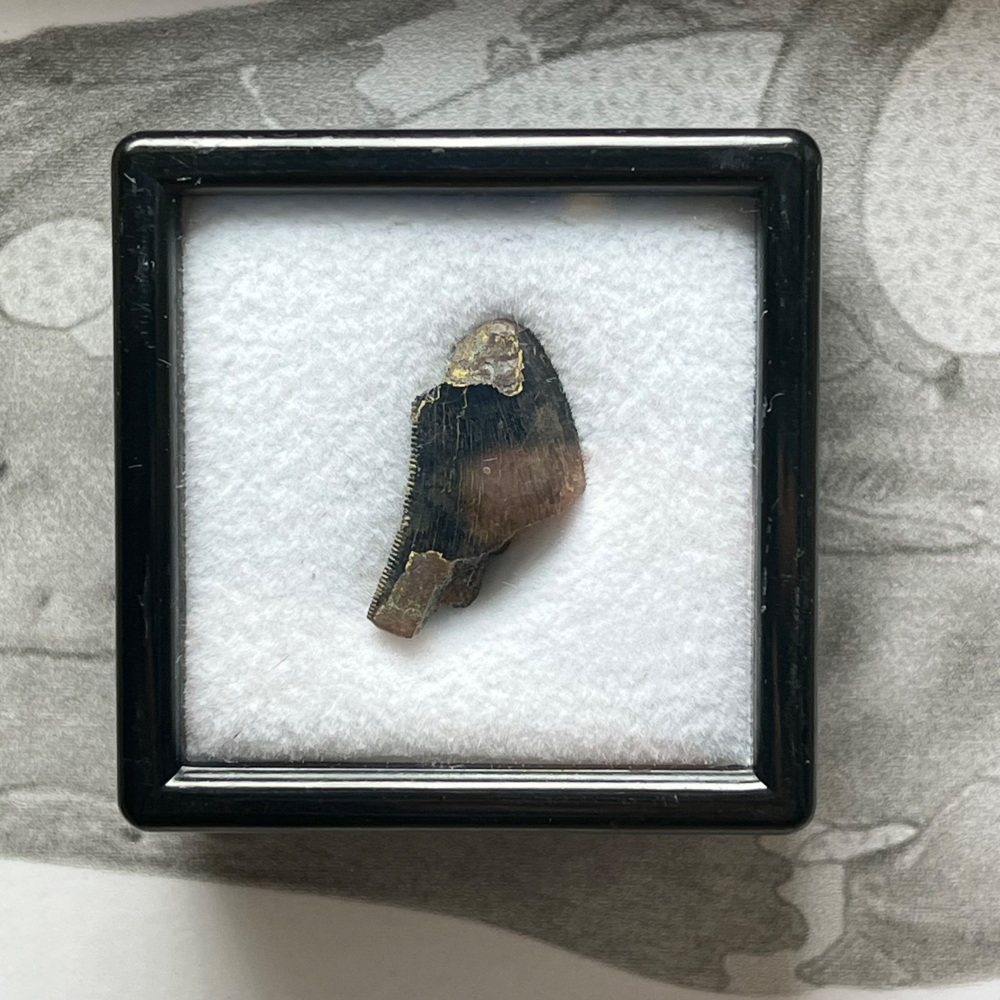 Tyrannosaur Tooth (Nanotyrannus lancensis)