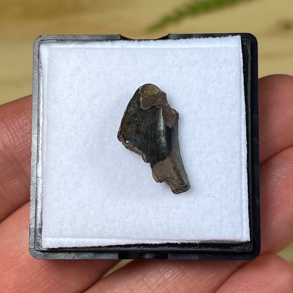 Tyrannosaur Tooth (Nanotyrannus lancensis)