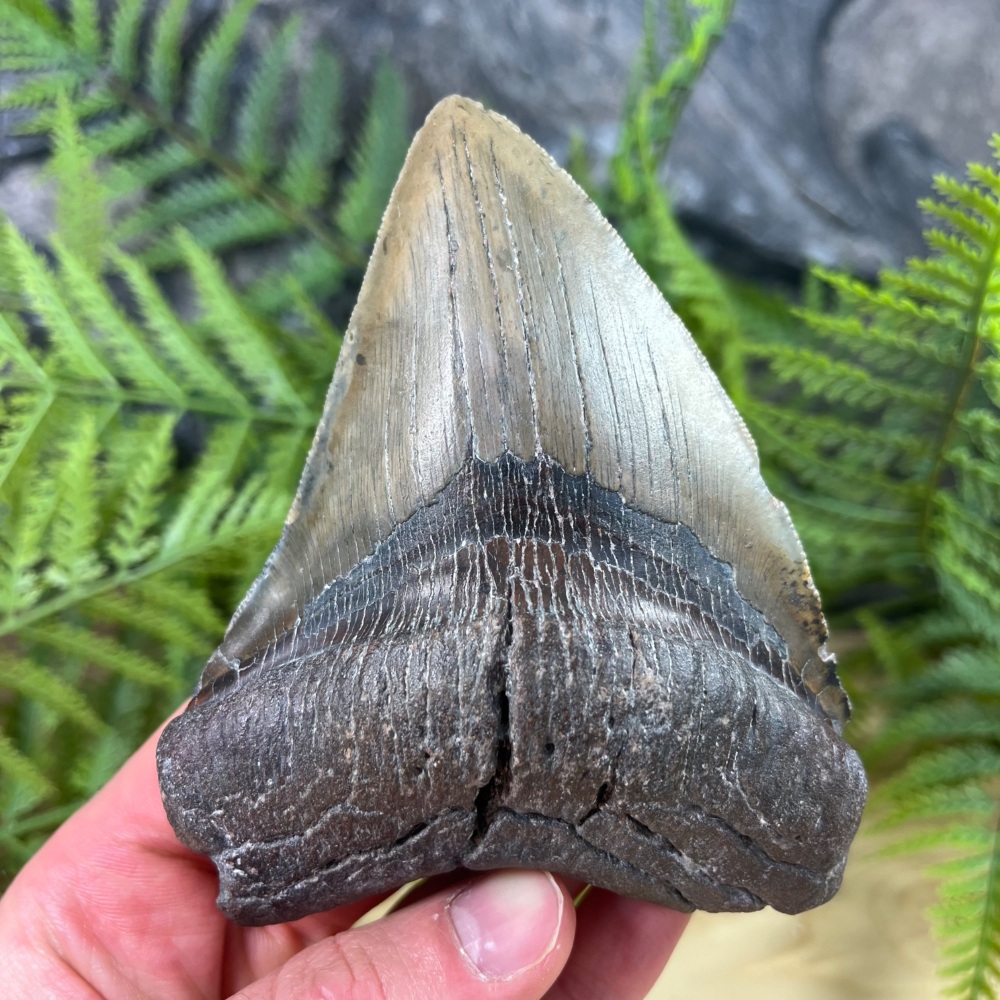 Megalodon Tooth