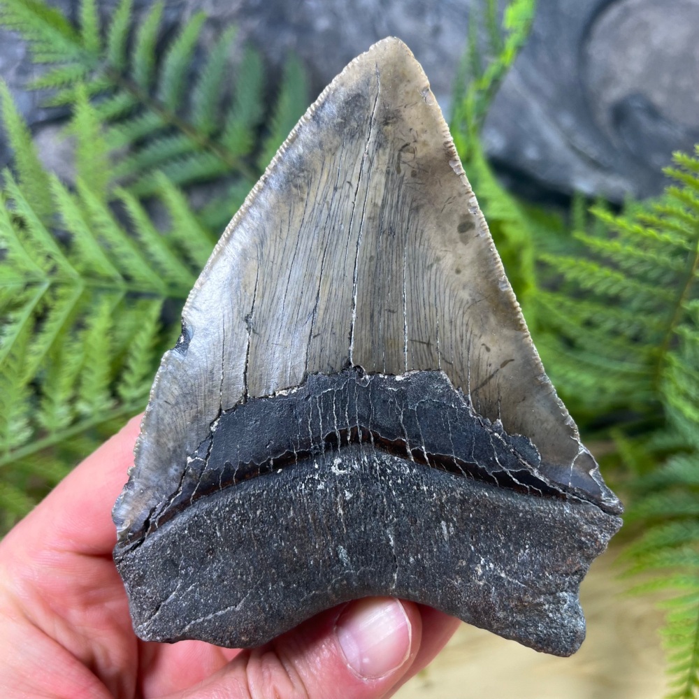 Megalodon Tooth