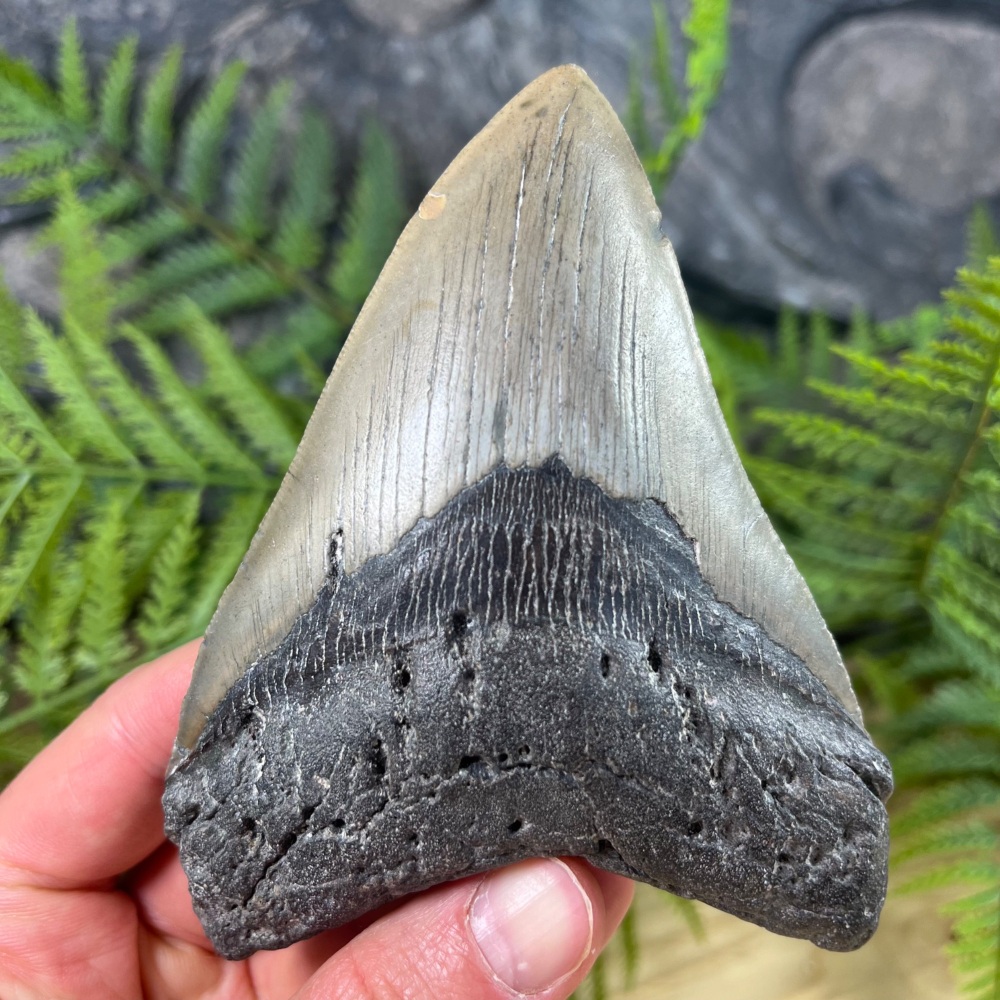 Megalodon Tooth