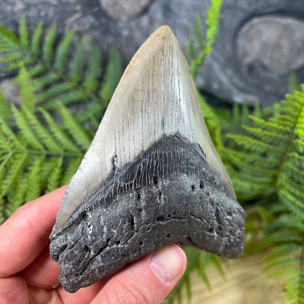 Megalodon Tooth