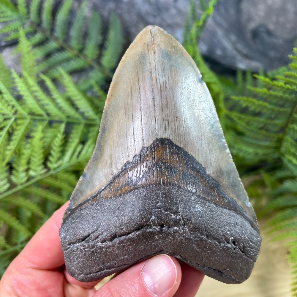 Megalodon Tooth