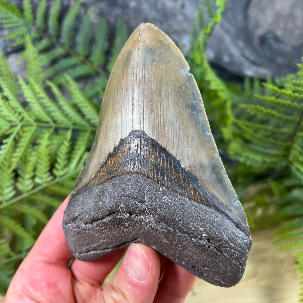 Megalodon Tooth