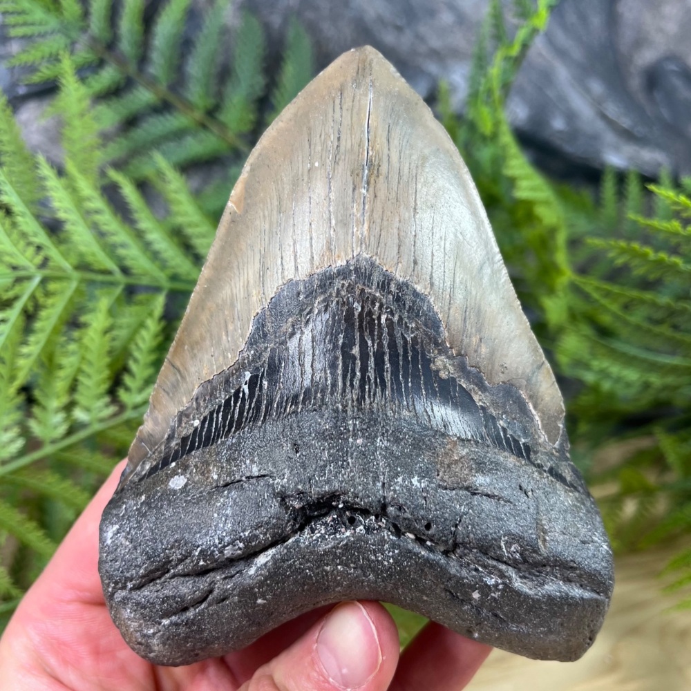 Megalodon Tooth
