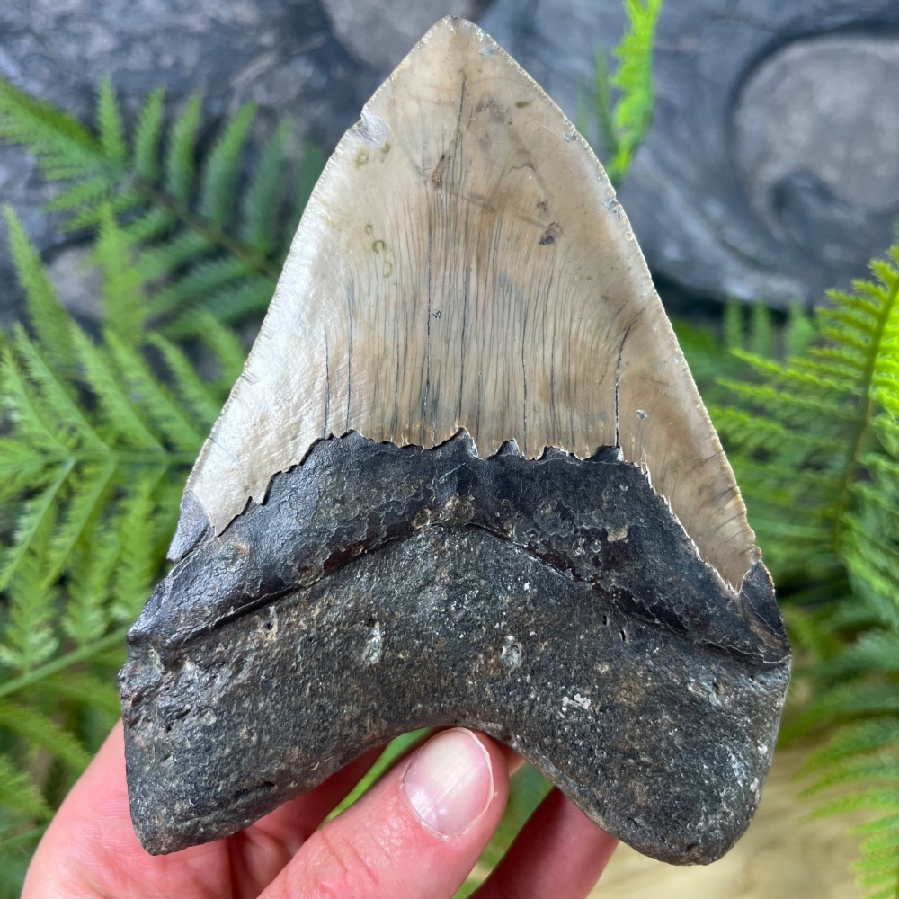 Megalodon Tooth