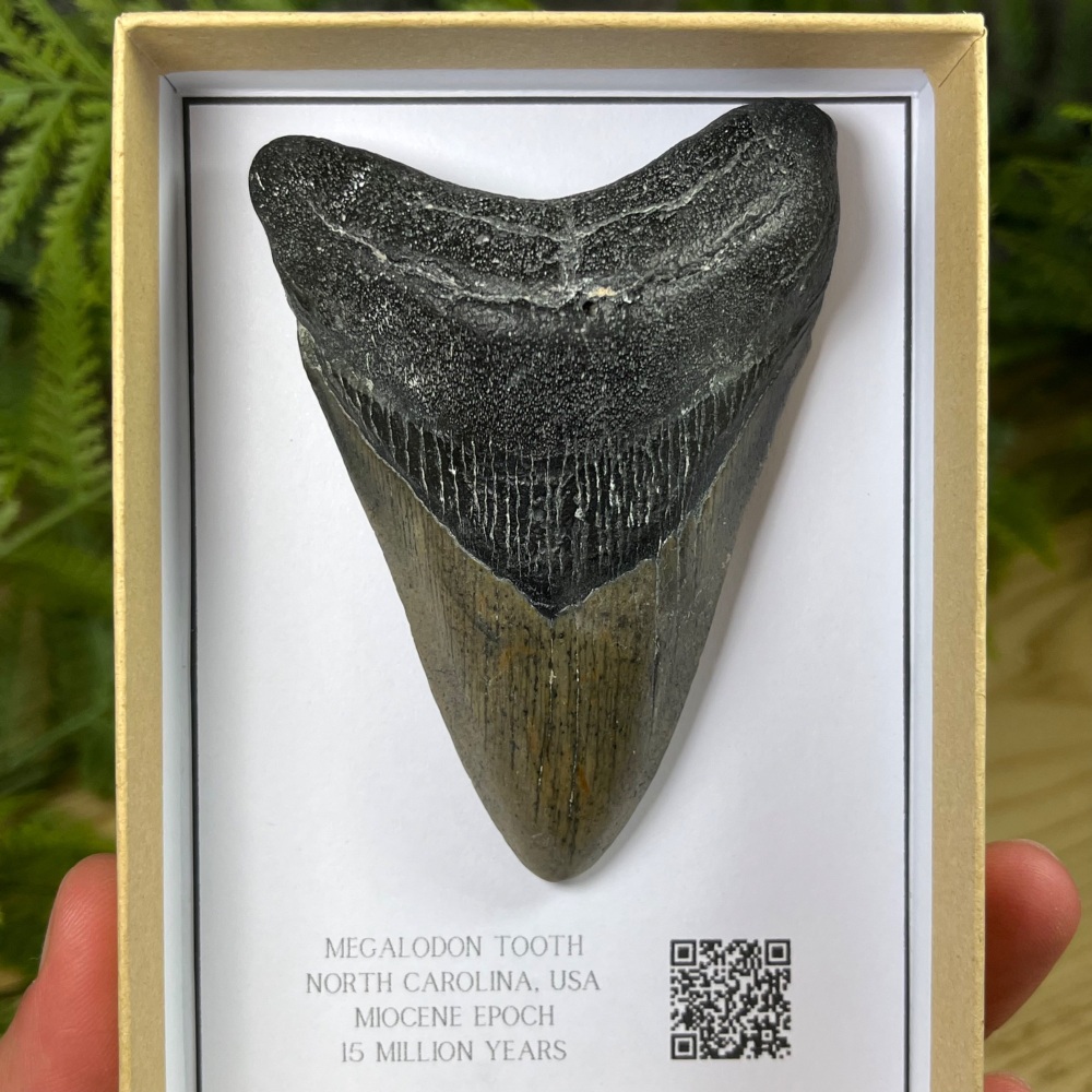 Megalodon Tooth
