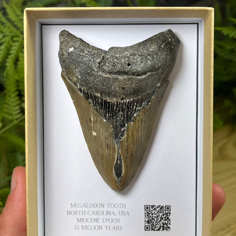 Megalodon Tooth
