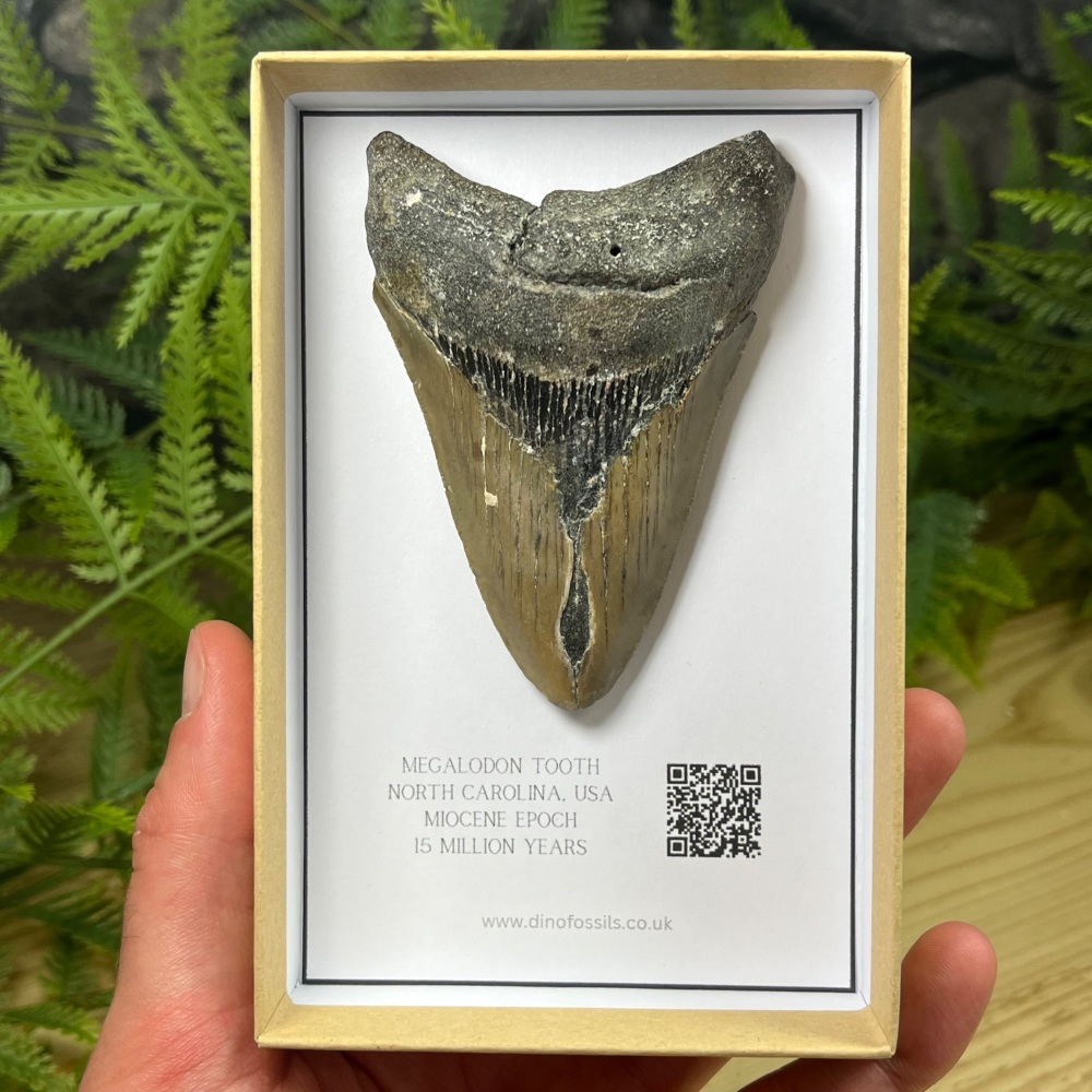 Megalodon Tooth