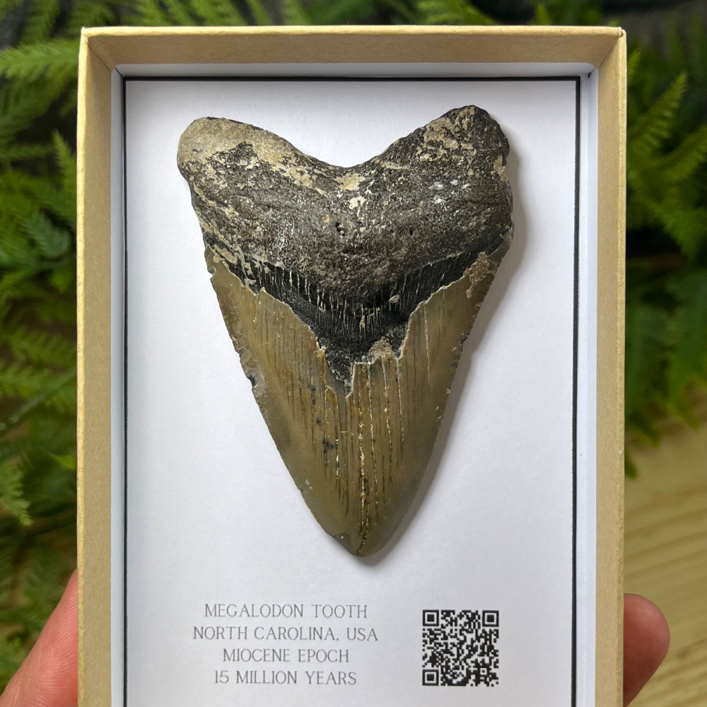 Megalodon Tooth