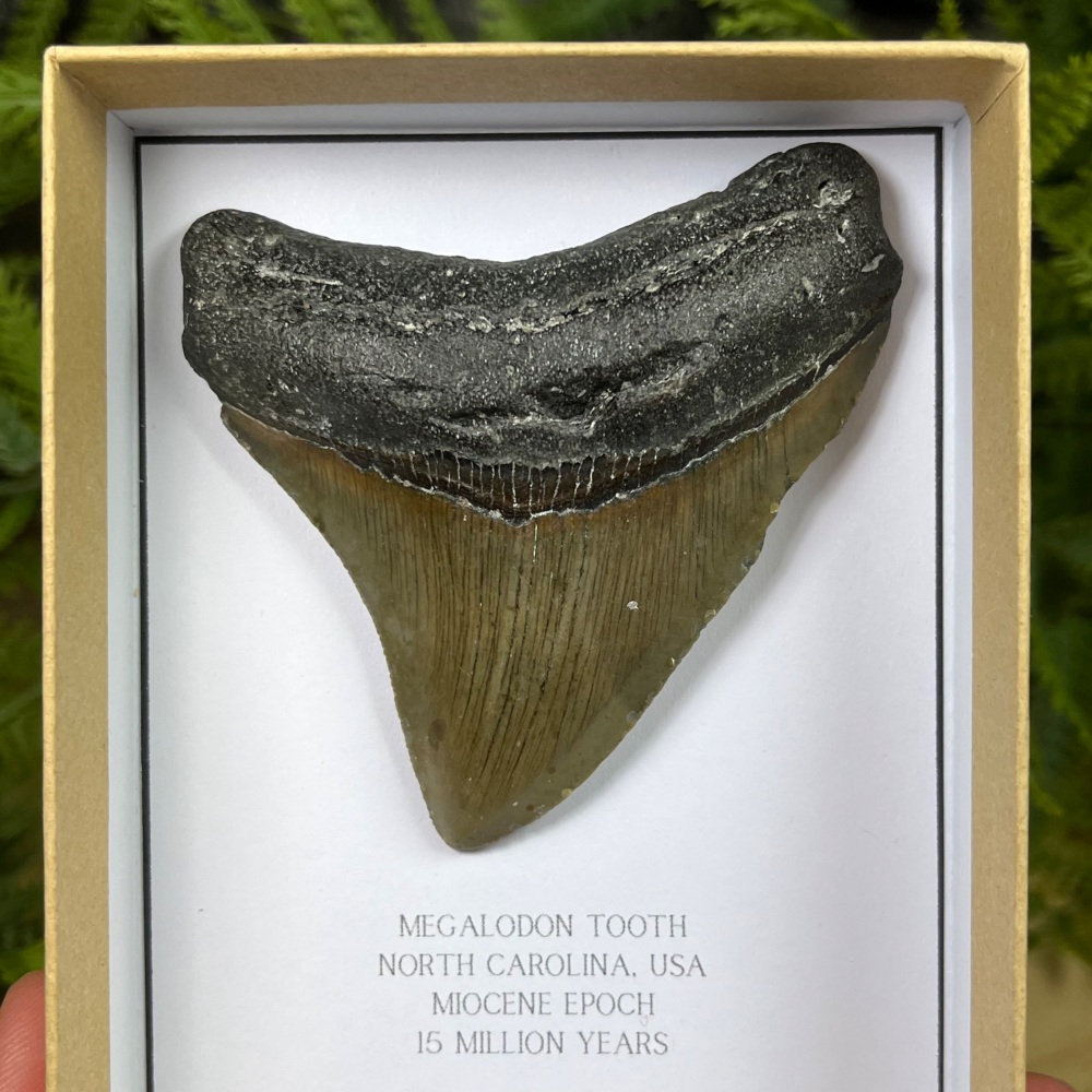 Megalodon Tooth