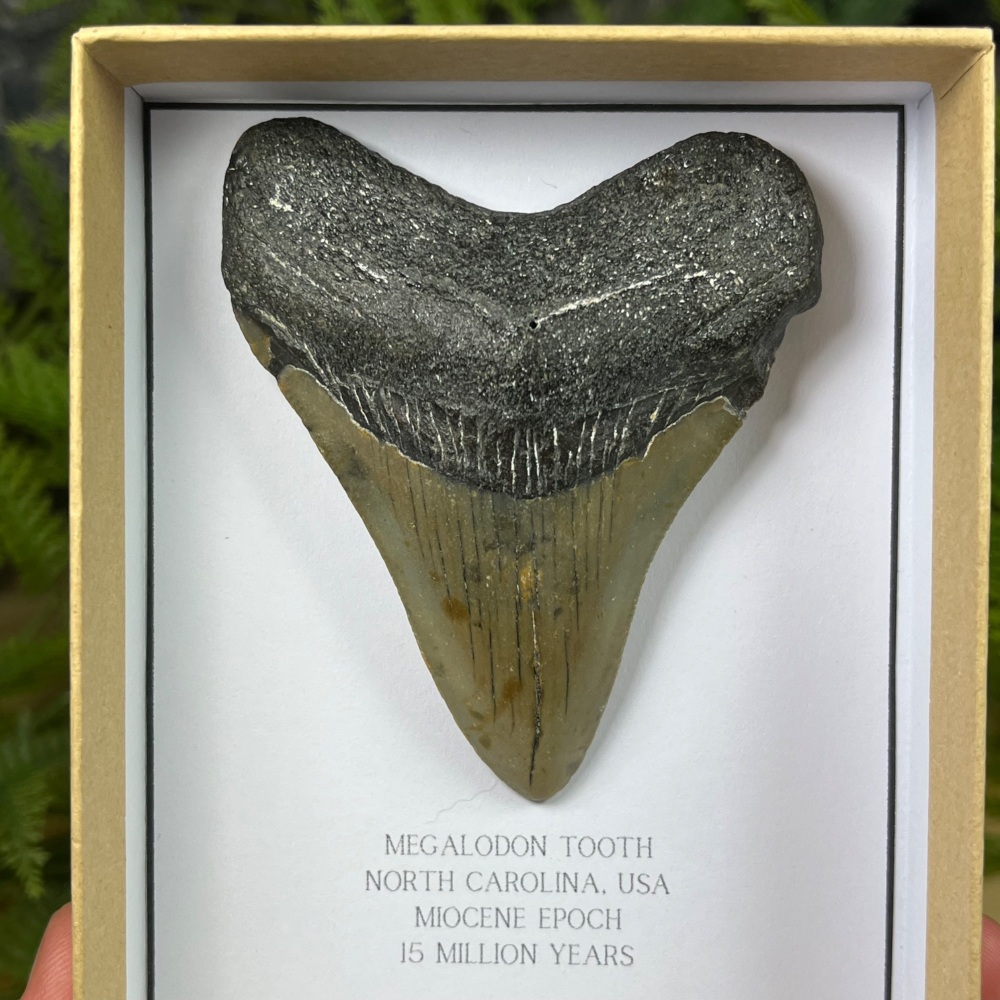 Megalodon Tooth