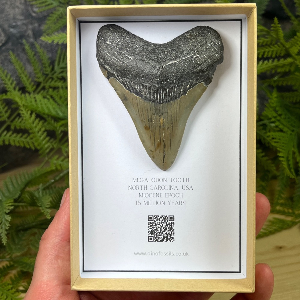 Megalodon Tooth