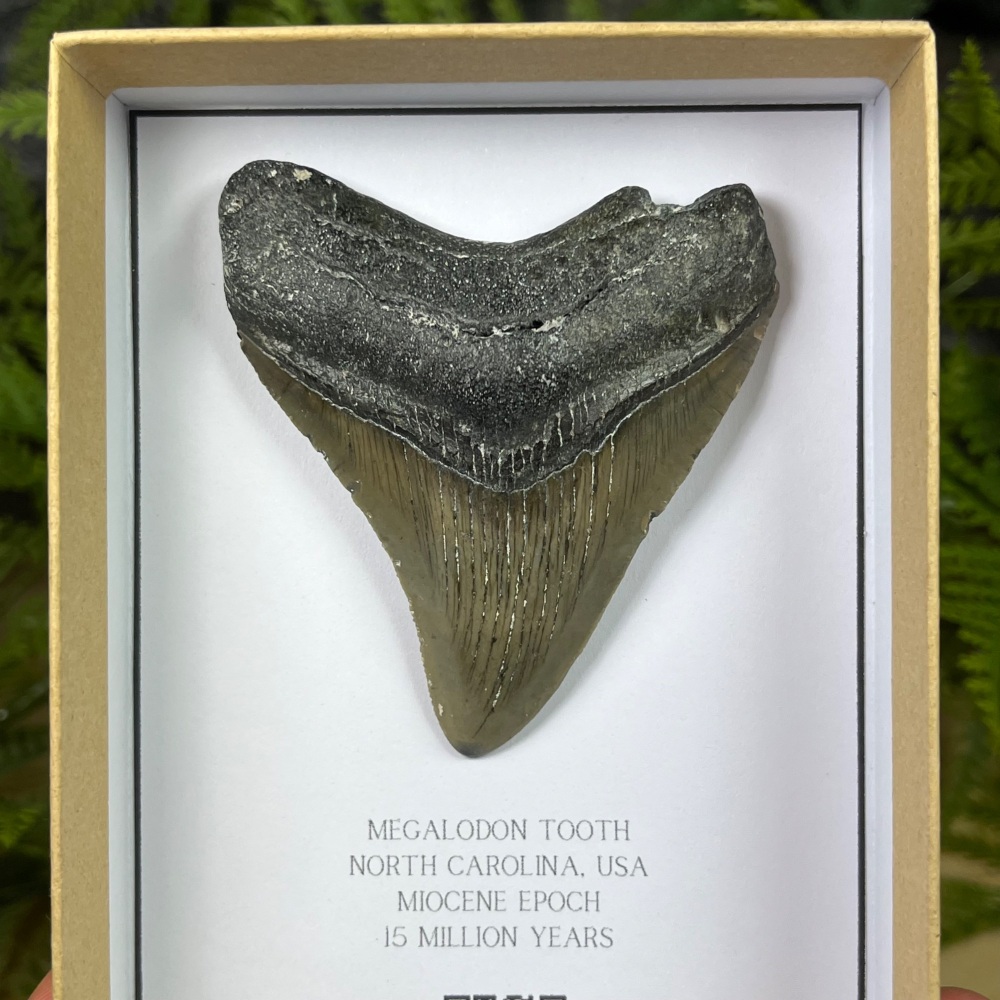 Megalodon Tooth