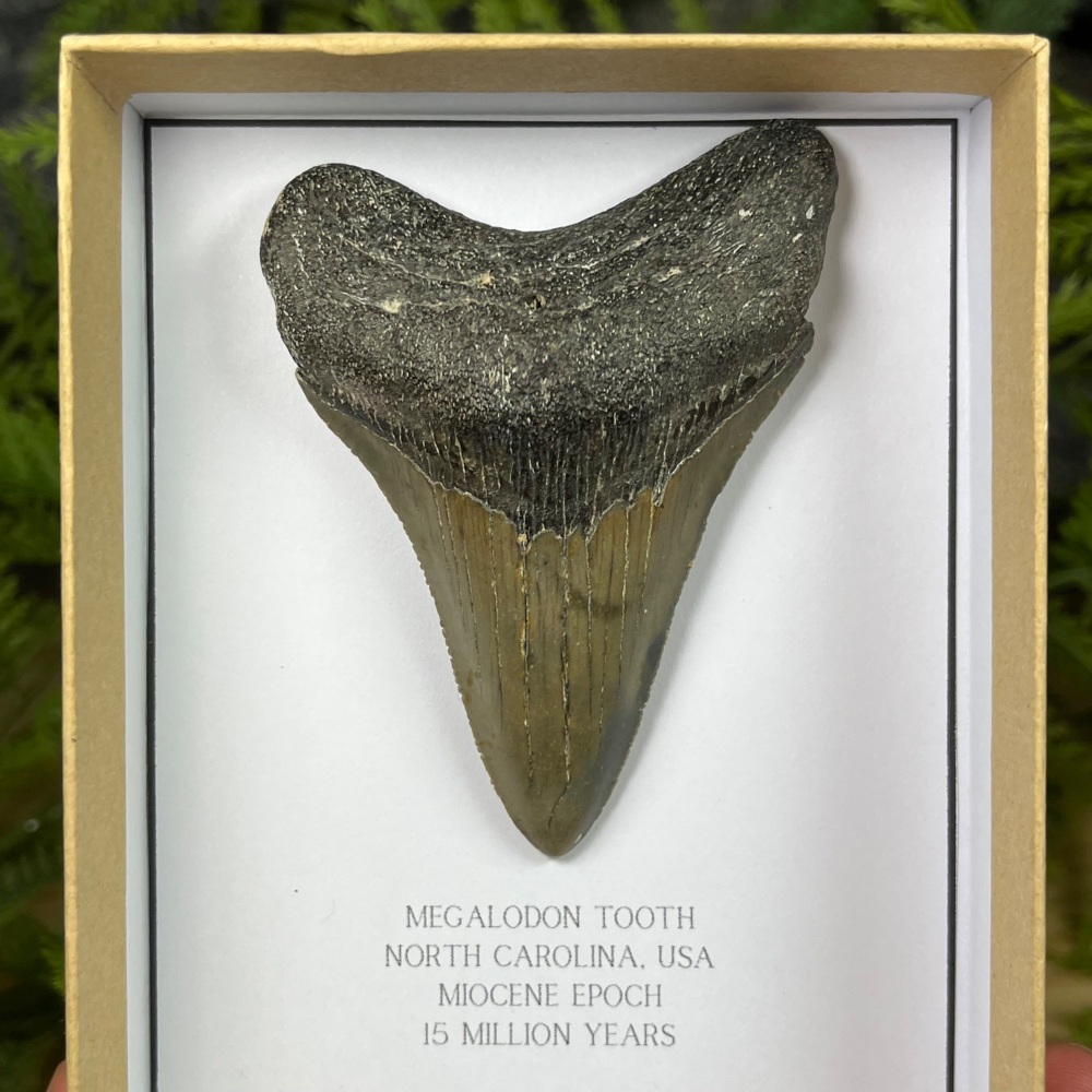 Megalodon Tooth