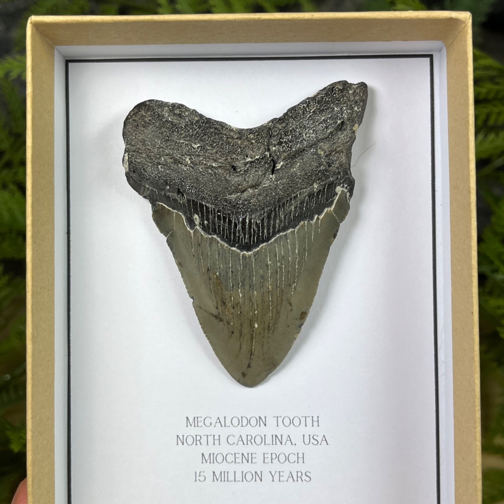 Megalodon Tooth