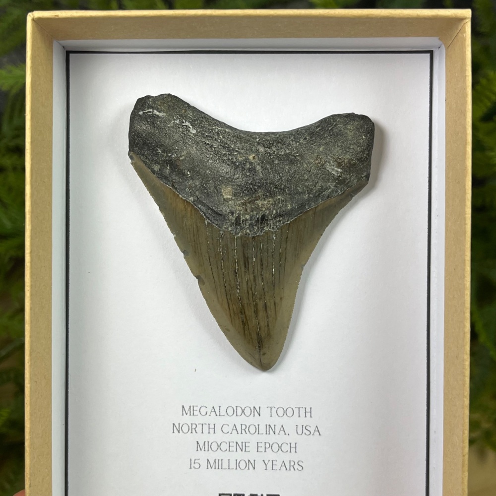 Megalodon Tooth