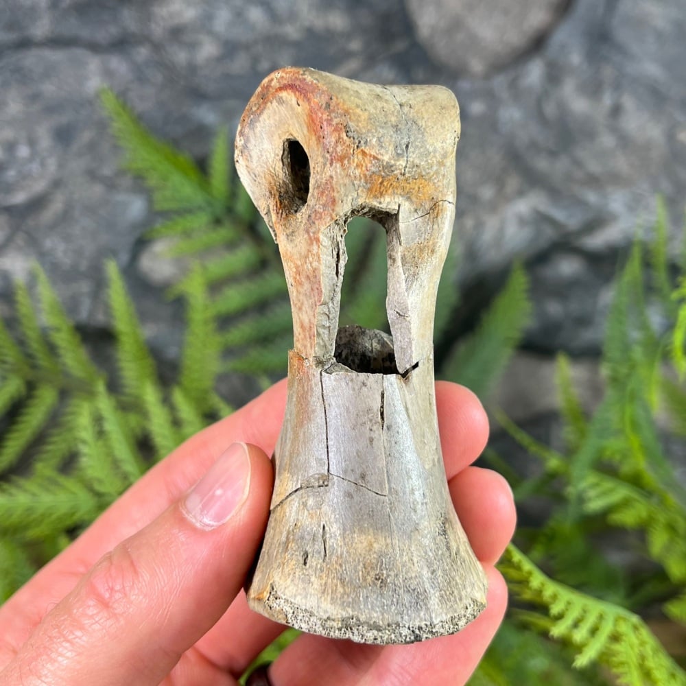 Struthiomimus Toe Bone