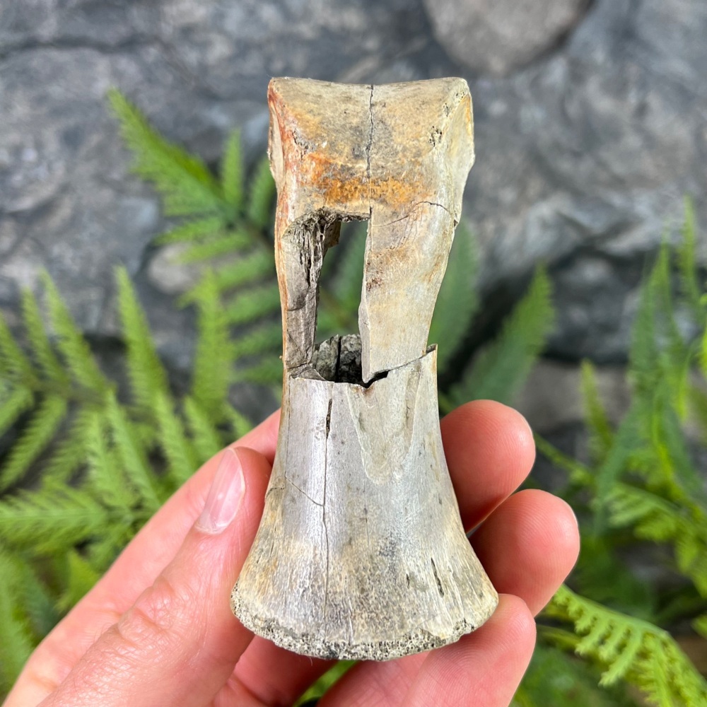 Struthiomimus Toe Bone