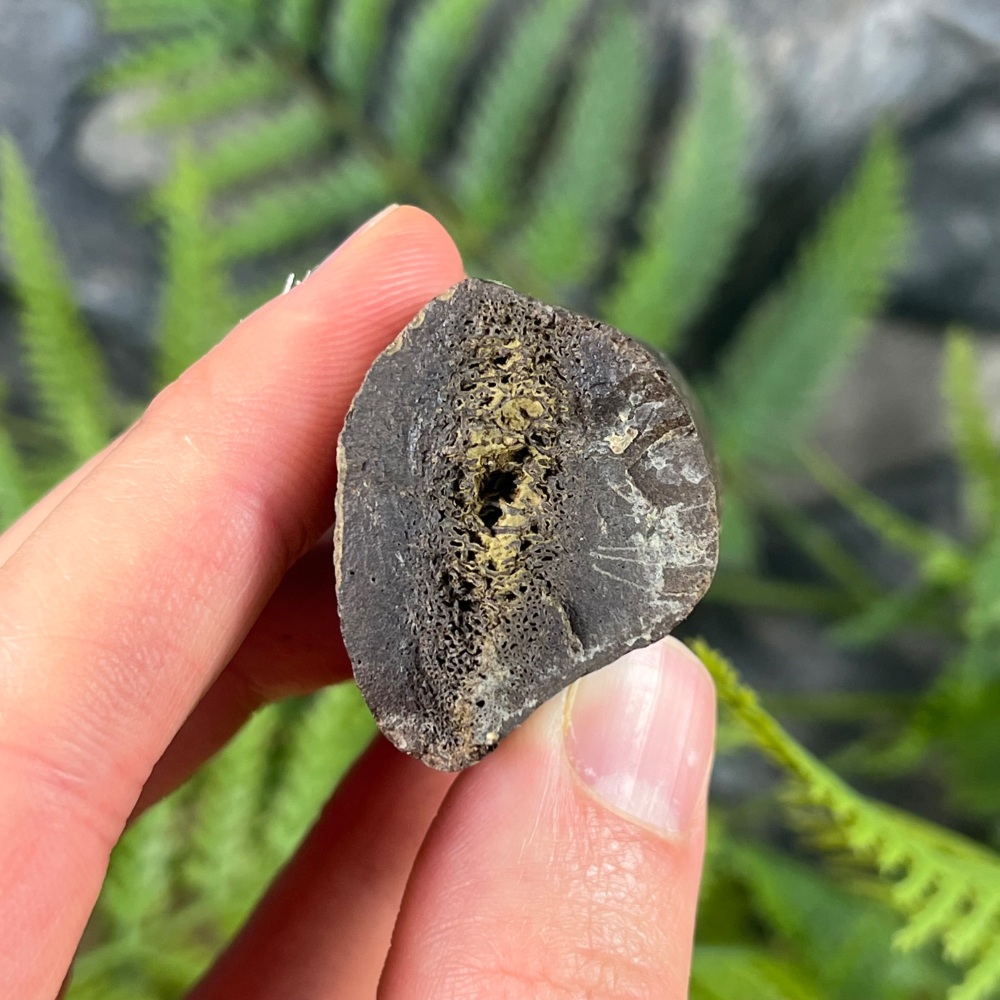 Edmontosaurus Rib Section