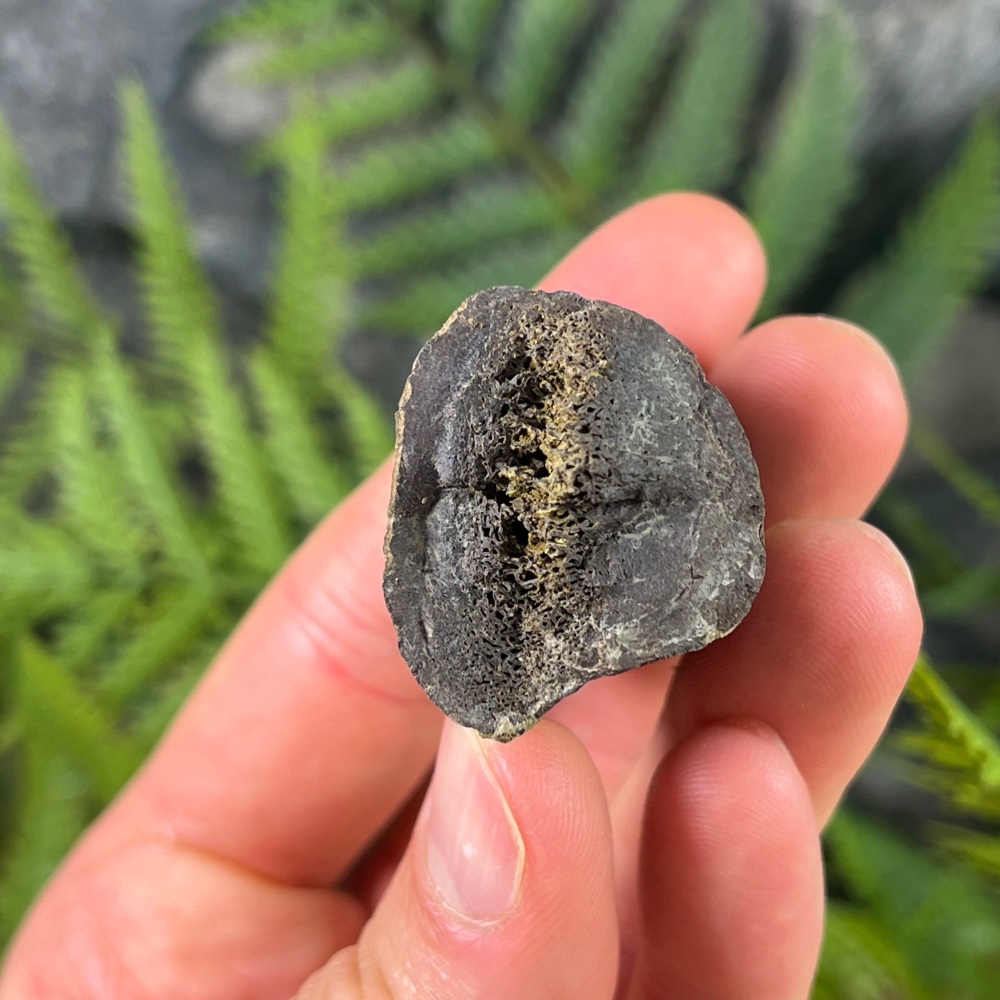 Edmontosaurus Rib Section