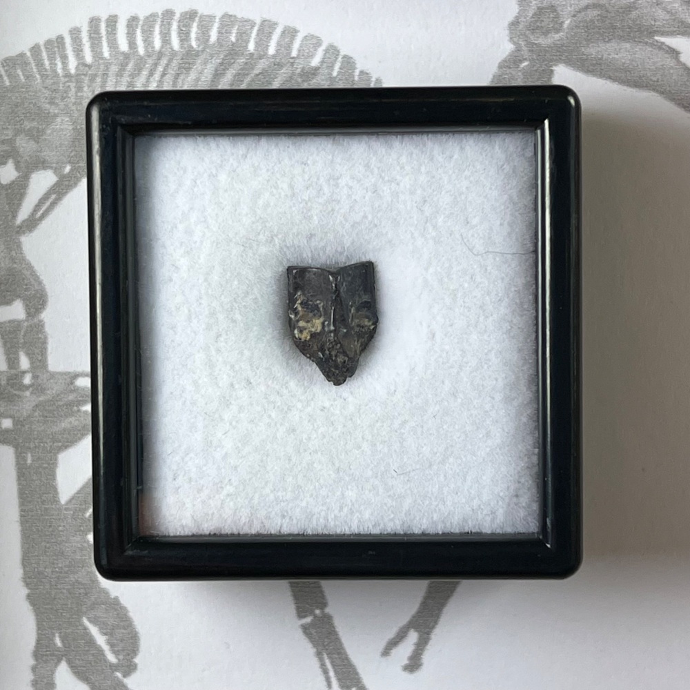 Edmontosaurus Tooth