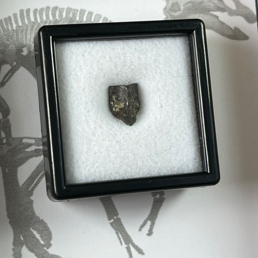 Edmontosaurus Tooth