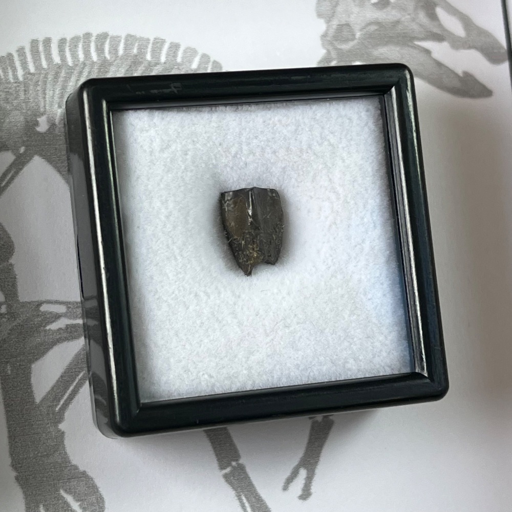 Edmontosaurus Tooth