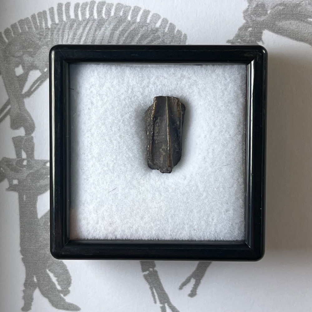 Edmontosaurus Tooth