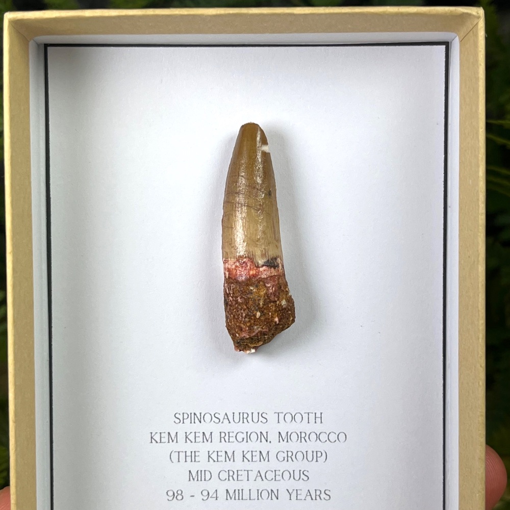 Spinosaurus Tooth