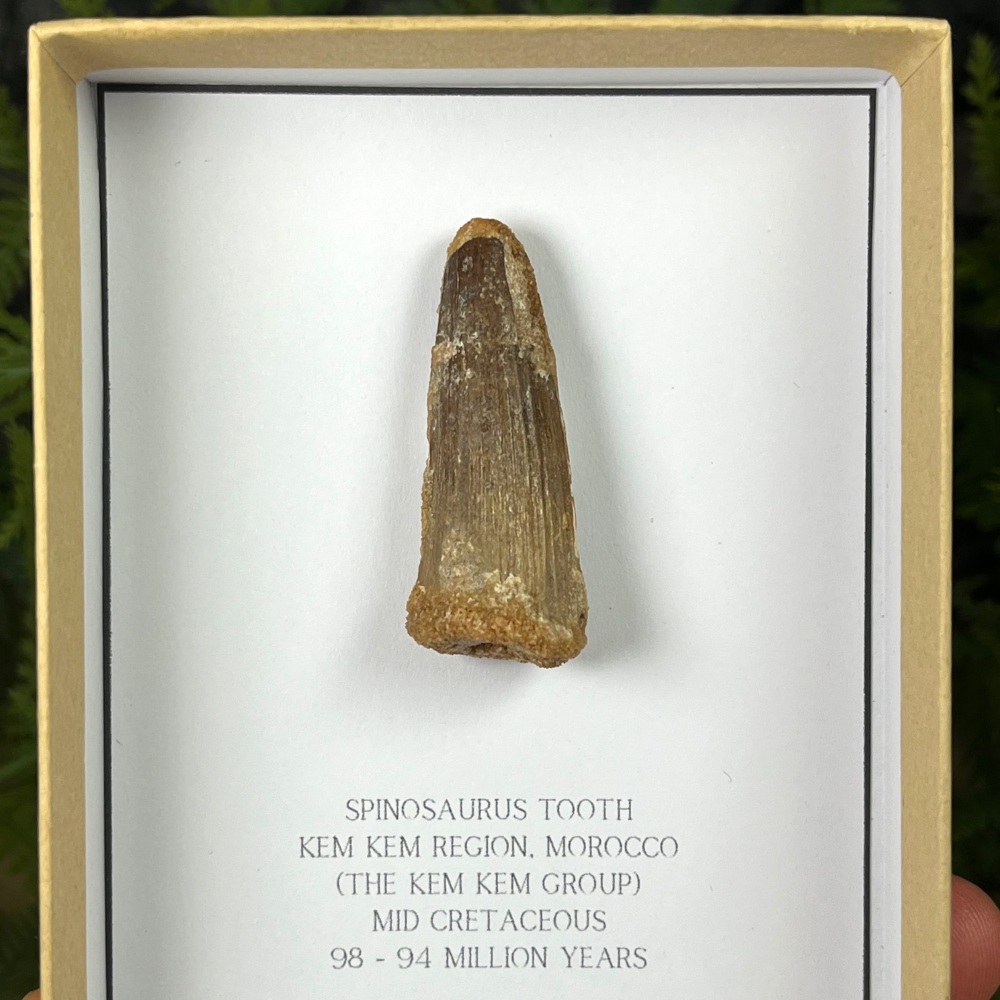 Spinosaurus Tooth